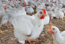 الفراخ البيضاء