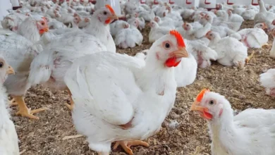 الفراخ البيضاء